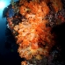 coral_soft_s_gll_v_0116_kom0964.jpg